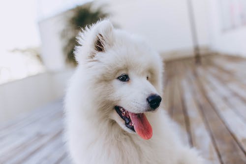 白色长外套小狗 · 免费素材图片