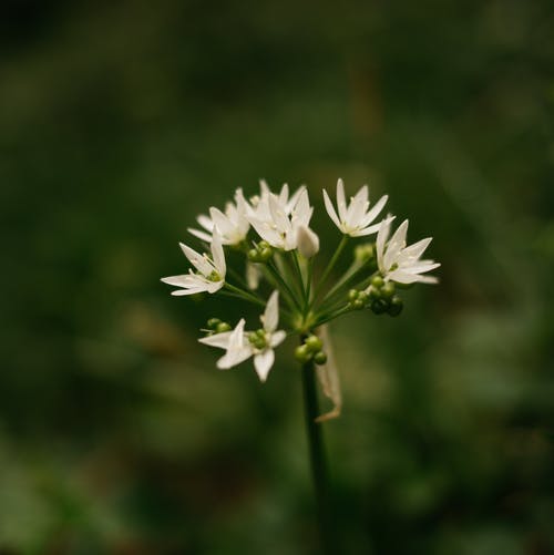 有关ramson, 优雅, 味道的免费素材图片