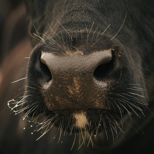 有关公牛, 农事, 动物的免费素材图片