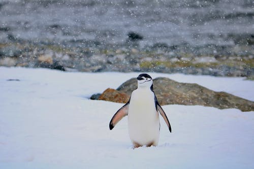 有关企鹅, 冬季, 冰的免费素材图片