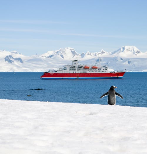 企鹅在船附近的雪海岸 · 免费素材图片