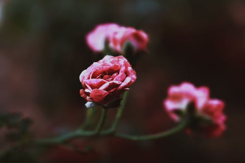 有关增长, 天性, 微妙的免费素材图片