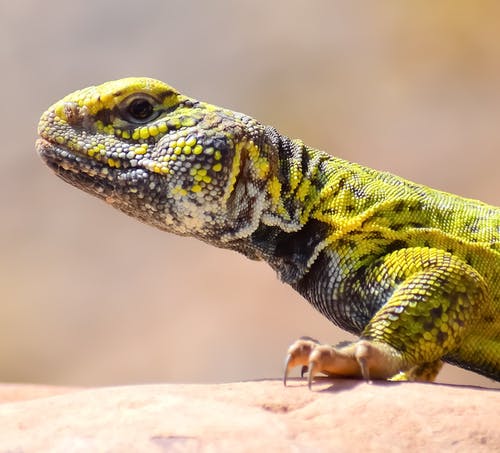 有关动物, 动物摄影, 爬虫的免费素材图片