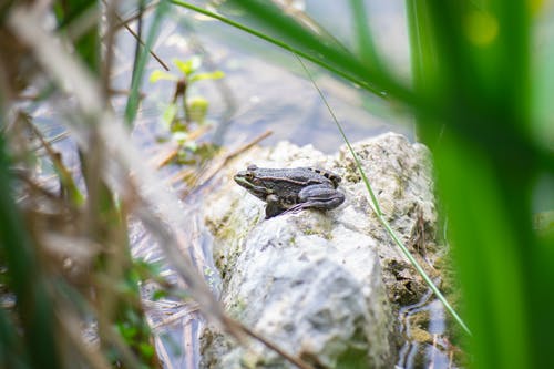 有关两栖动物, 动物, 动物摄影的免费素材图片