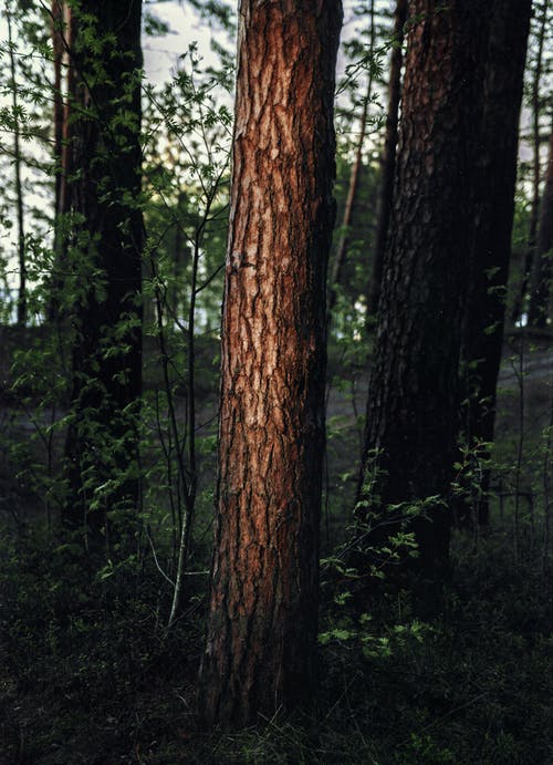 有关公园, 冷静, 和平的的免费素材图片