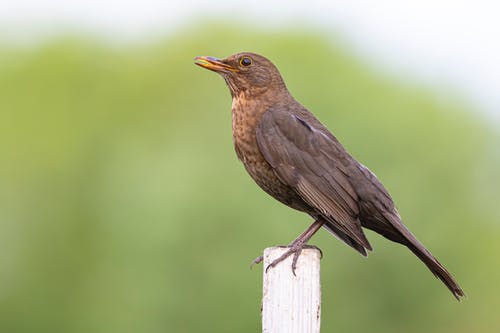 有关动物, 常见的黑鸟, 棕色的免费素材图片