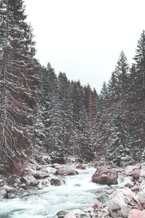 有关冬季, 垂直拍摄, 天性的免费素材图片