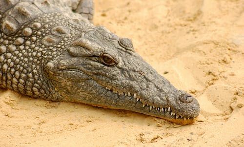 有关crocodylus acutus, 侵略性, 动物学的免费素材图片