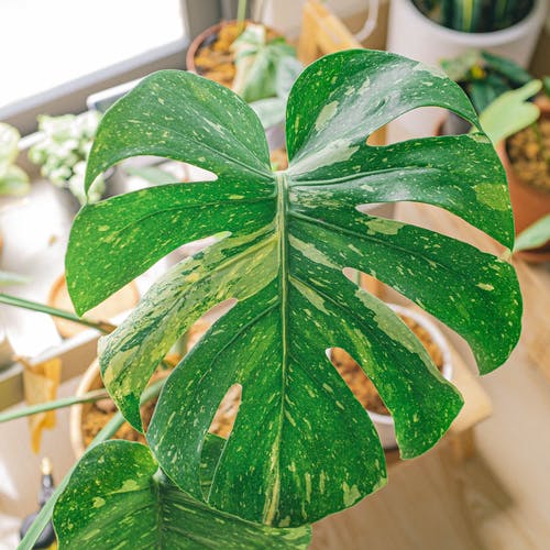 有关monstera deliciosa, 图案, 增长的免费素材图片