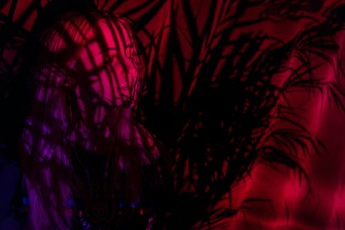 有关人脸, 光, 分公司的免费素材图片