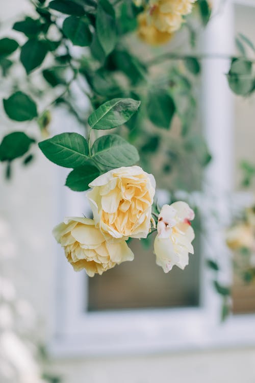 移轴式镜头中的白玫瑰 · 免费素材图片