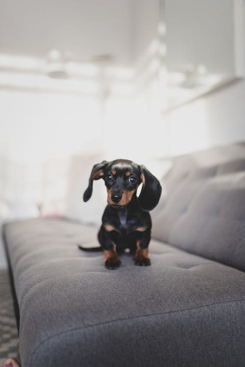 可爱的腊肠狗小狗在舒适的沙发上 · 免费素材图片