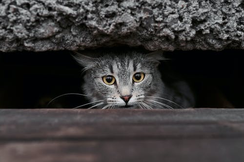 棕色木制表面上的银虎斑猫 · 免费素材图片