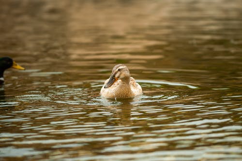 有关冷静, 动物, 动物园的免费素材图片