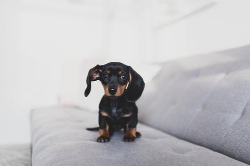 柔软的沙发上友好的黑色腊肠狗小狗 · 免费素材图片