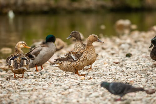 有关一起, 冷静, 动物的免费素材图片