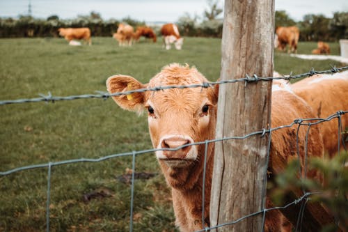 绿草地上的棕色牛 · 免费素材图片