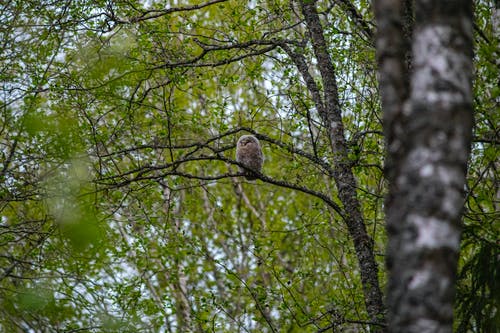 有关strix uralensis, 一只动物, 乌拉尔猫头鹰的免费素材图片