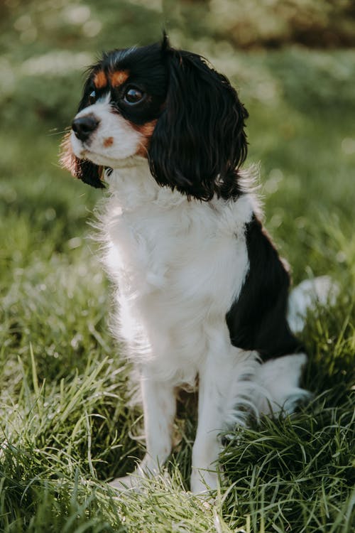 白色和黑色的长外套小狗在绿色草地上 · 免费素材图片