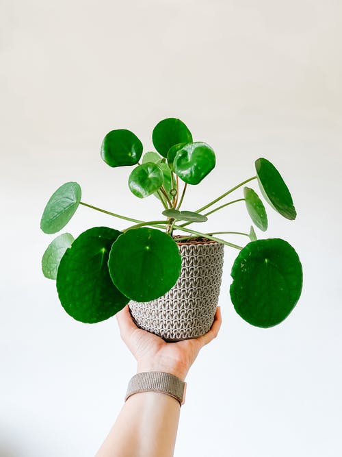 有关pile peperomioides, 不露面, 中国的钱厂的免费素材图片