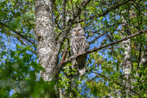 有关strix uralensis, 乌拉尔猫头鹰, 分公司的免费素材图片