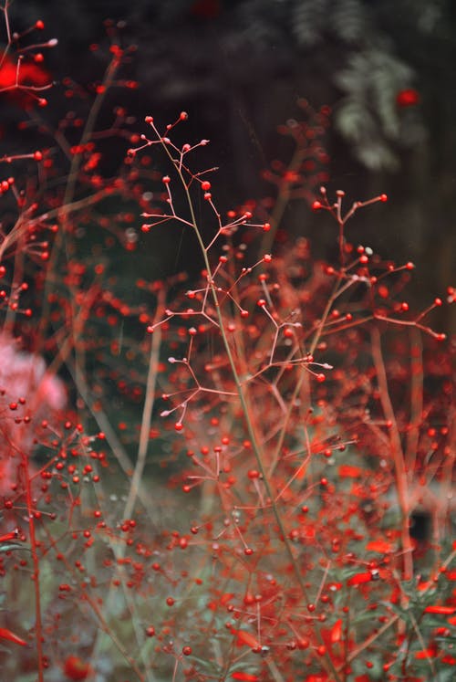 红色浆果在森林里的分支 · 免费素材图片