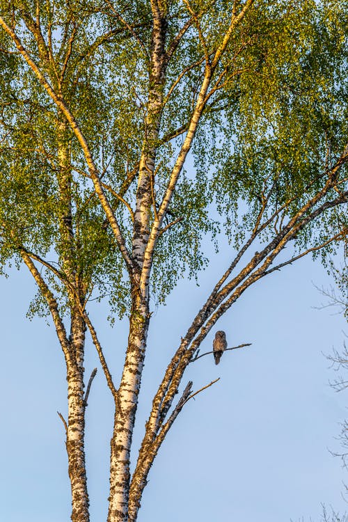 有关strix uralensis, 一只动物, 乌拉尔猫头鹰的免费素材图片
