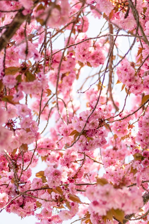 盛开的樱花与粉红色的花朵 · 免费素材图片
