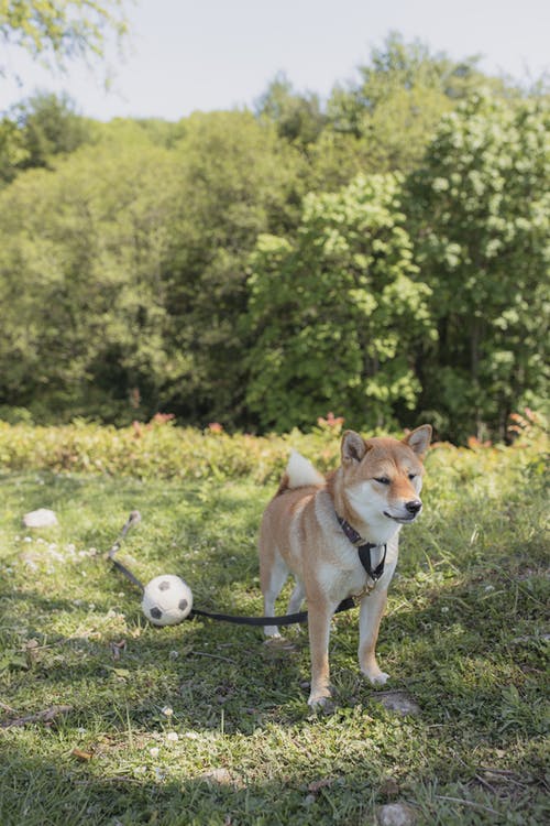 有关动物, 动物摄影, 哺乳动物的免费素材图片
