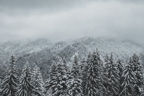 大雪覆盖的松树和山脉 · 免费素材图片