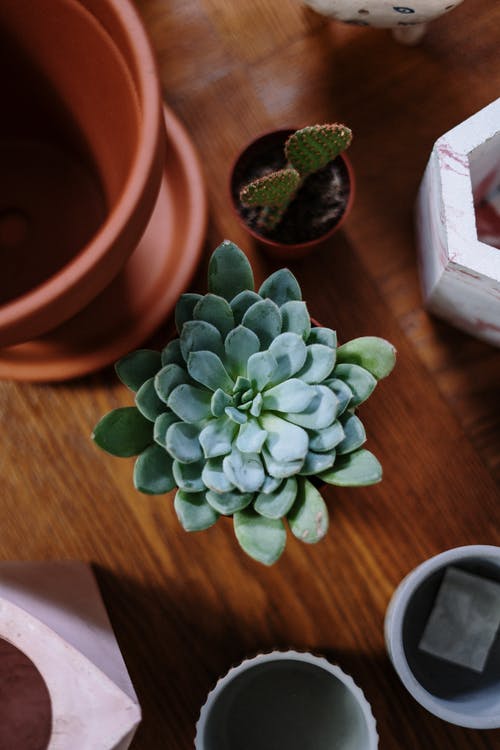 有关Flatlay, 仙人掌, 仙人掌植物的免费素材图片