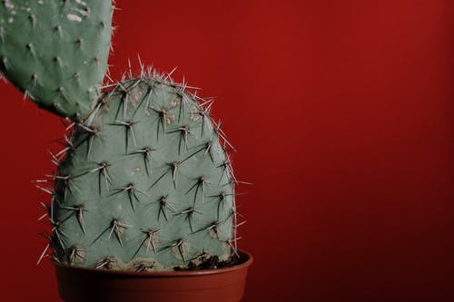 有关仙人掌, 仙人掌植物, 增长的免费素材图片