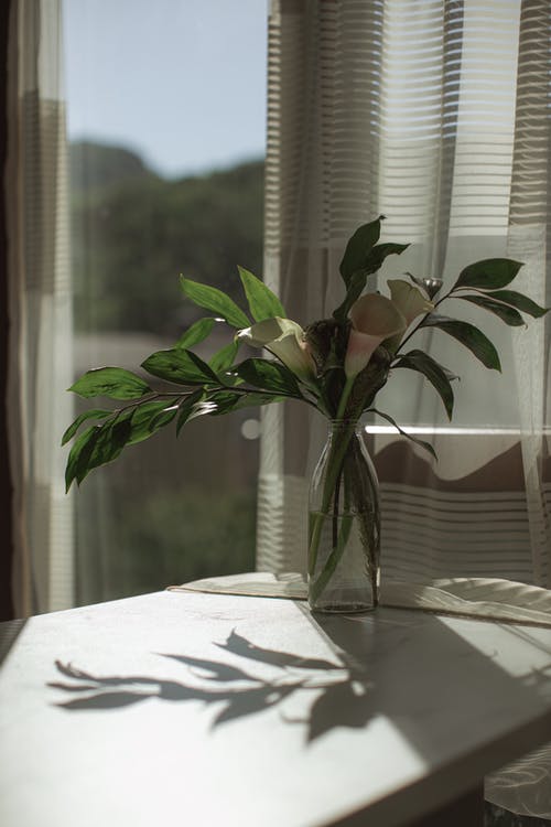 有关室内植物, 窗格, 蜕变的免费素材图片