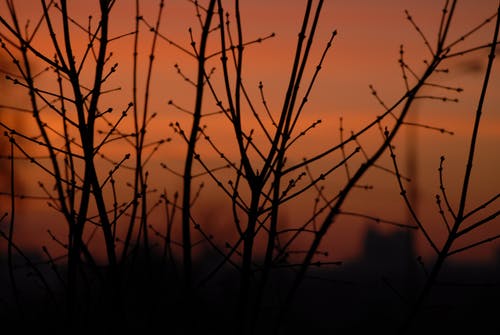 有关冷静, 分公司, 剪影的免费素材图片