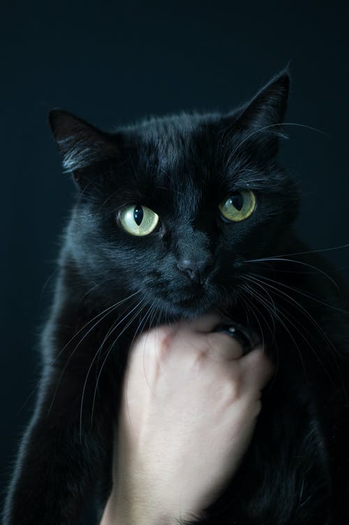 有关不露面, 休息室, 伴侣的免费素材图片