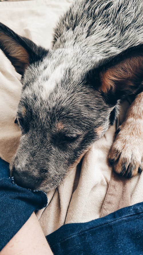 有关动物, 可爱, 可爱的的免费素材图片