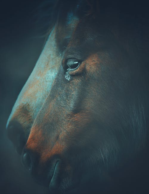 有关一群动物, 伴侣, 侧面图的免费素材图片