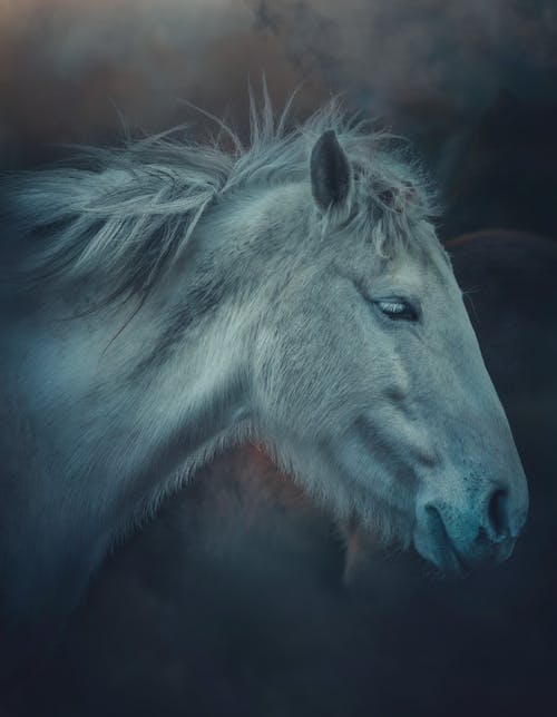 有关伴侣, 侧面图, 冷静的免费素材图片