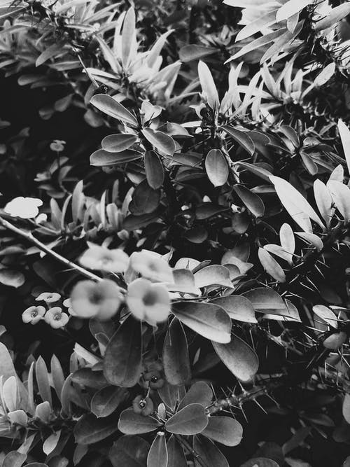 有关bw, 公园, 味道的免费素材图片