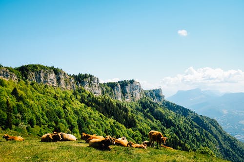 有关一群动物, 冷静, 动物的免费素材图片