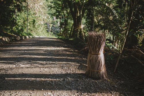 有关不均匀的, 乾的, 分公司的免费素材图片
