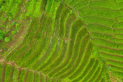 有关一般开销, 不均匀的, 俯视图的免费素材图片