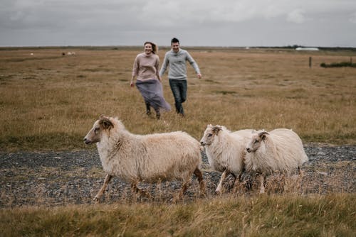 有关Copyspace, 一对, 一群动物的免费素材图片