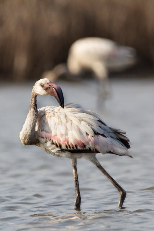 有关phoenicopteridae, phoenicopteriformes, 侧面图的免费素材图片