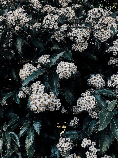 有关工厂, 树叶, 漂亮的免费素材图片