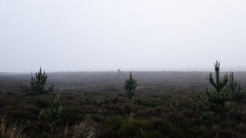 有关Copyspace, 公园, 冷杉的免费素材图片