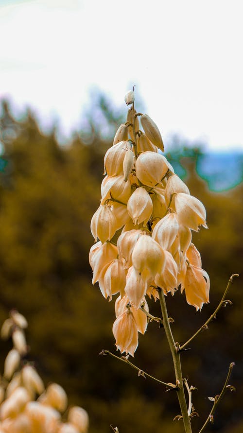 有关不均匀的, 乾的, 公园的免费素材图片