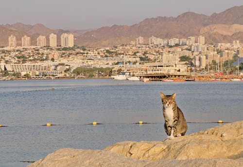 有关冷静, 动物, 和平的的免费素材图片