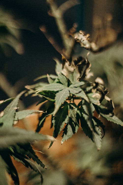 有关修剪花草, 增长, 大麻的免费素材图片