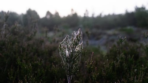 有关公园, 冷杉, 冷静的免费素材图片